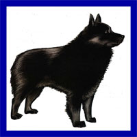 a well breed Schipperke dog